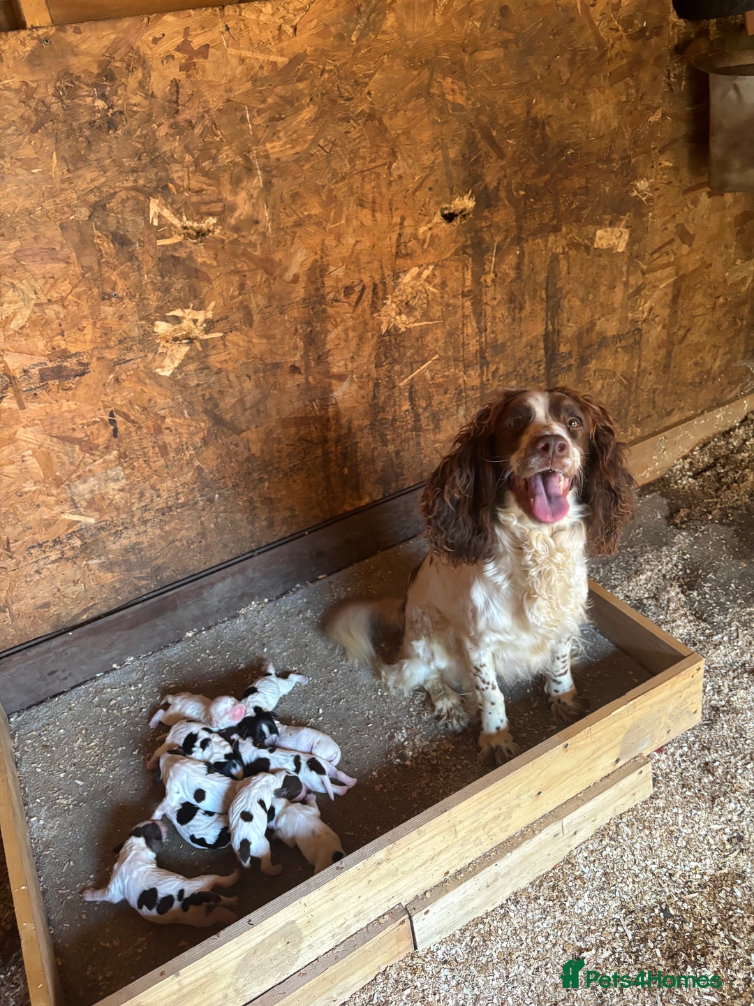 Sprocker dogs for sale: Dogs  - Image 6