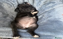 Mixed Breed dogs for sale: Pug x staffy pups REDUCED - Image 1