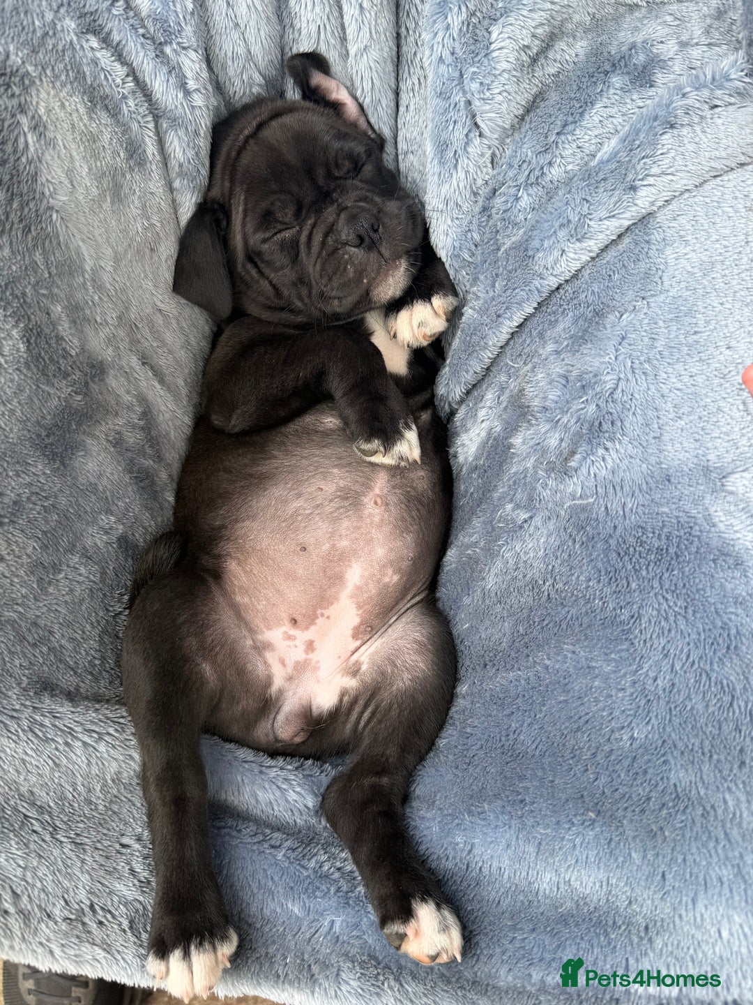 Mixed Breed dogs for sale: Pug x staffy pups REDUCED - Image 1