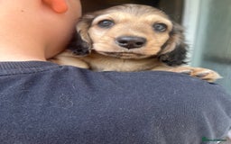 Miniature Dachshund dogs for sale: Highest quality champion line cream long haired  - Image 17