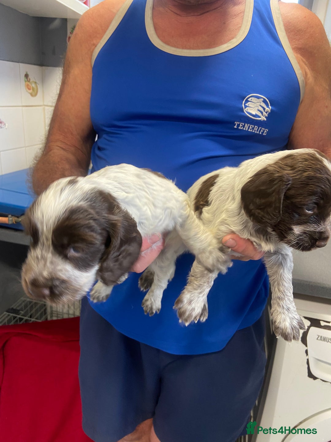Cocker Spaniel dogs for sale: Cocker Spaniel - Image 2