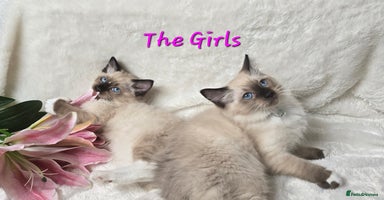 Ragdoll cats - Advert 2