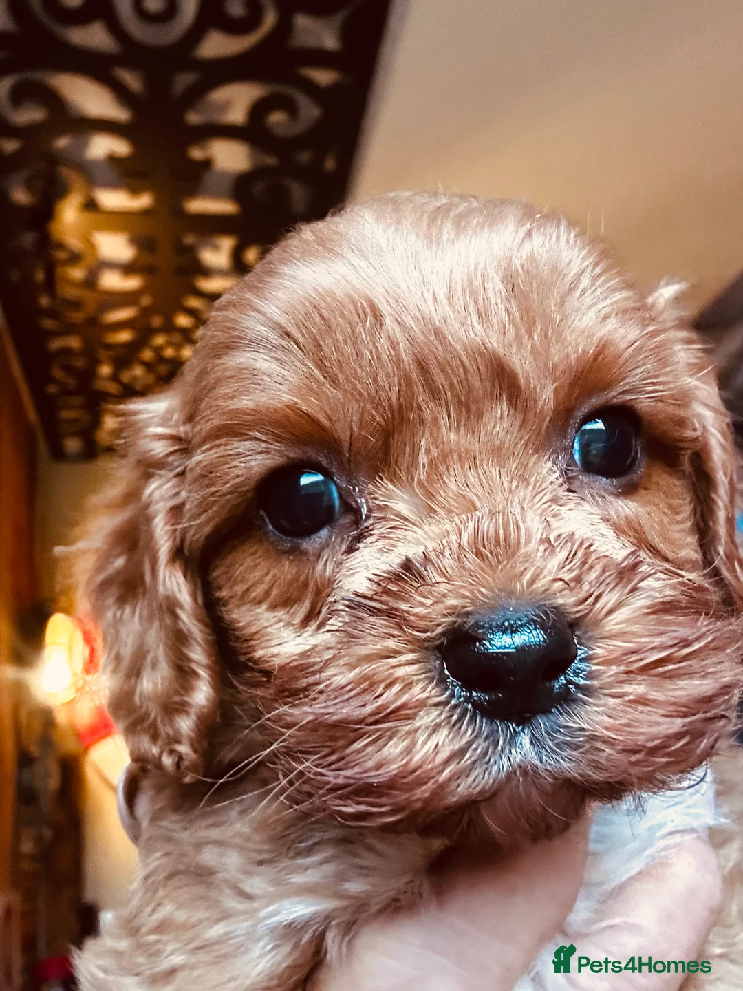 Cavapoo dogs for sale: Bright red not to curly f1 Cavapoo’s  - Advert 27