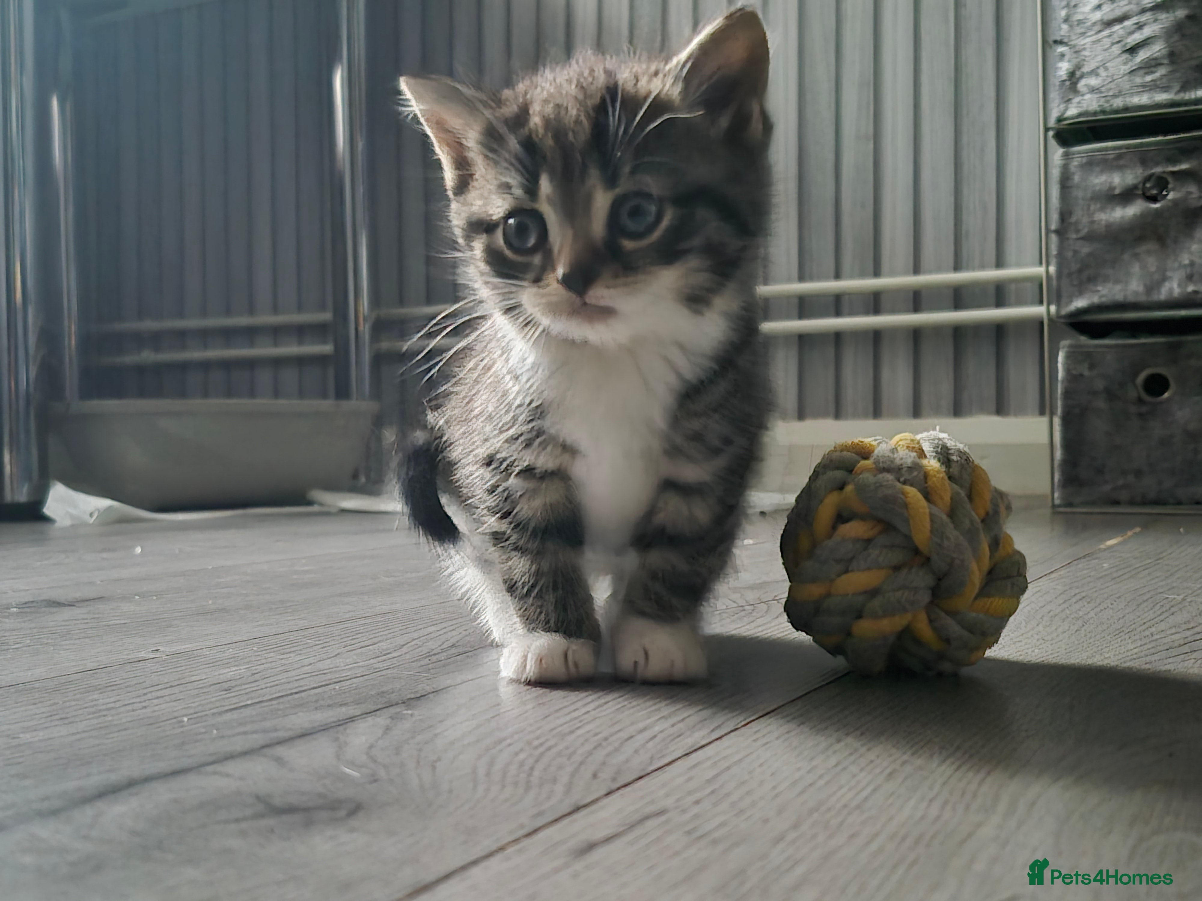 Mixed Breed cats Adorable little girls are looking for new home - Advert 2