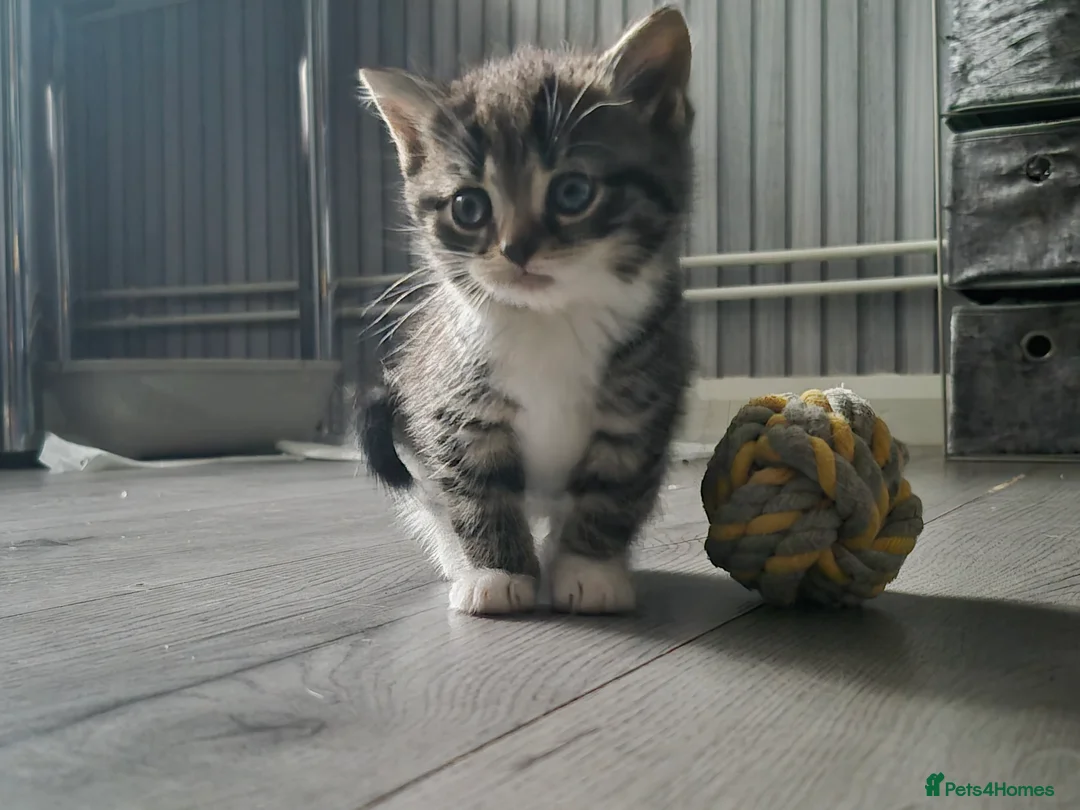 Mixed Breed cats for sale: Adorable little girls are looking for new home - Advert 2
