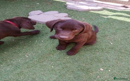 Labrador Retriever dogs for sale: **READY NOW**CHOCOLATE LAB PUPS - Image 13
