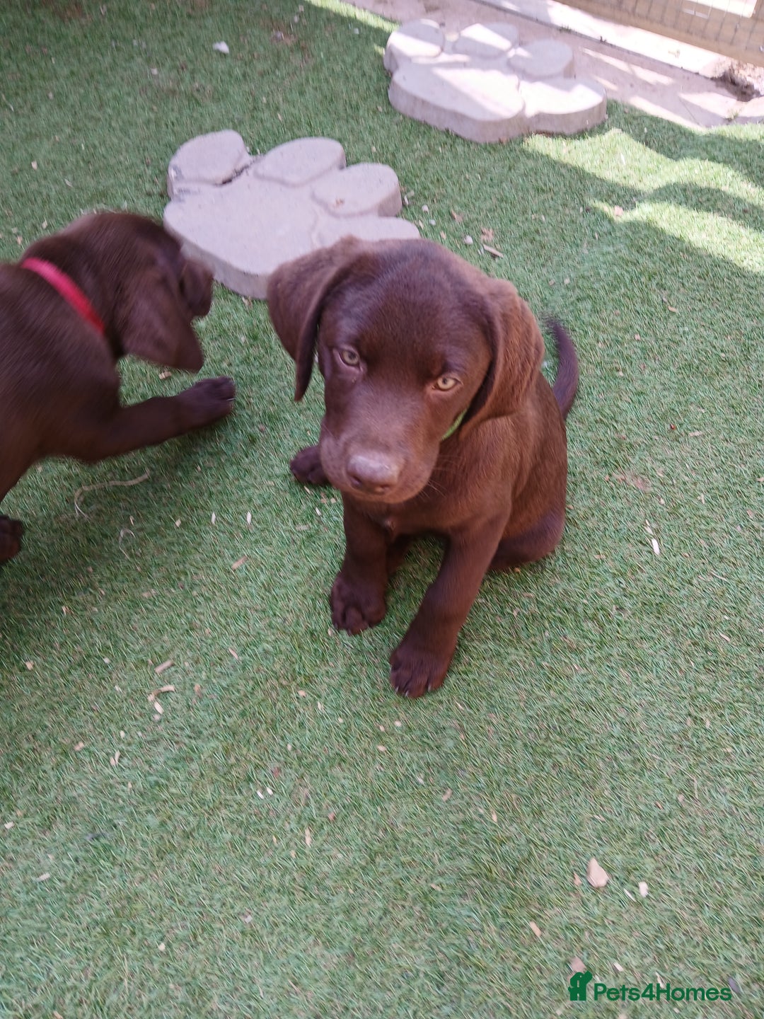 Labrador Retriever dogs for sale: **READY NOW**CHOCOLATE LAB PUPS - Image 13