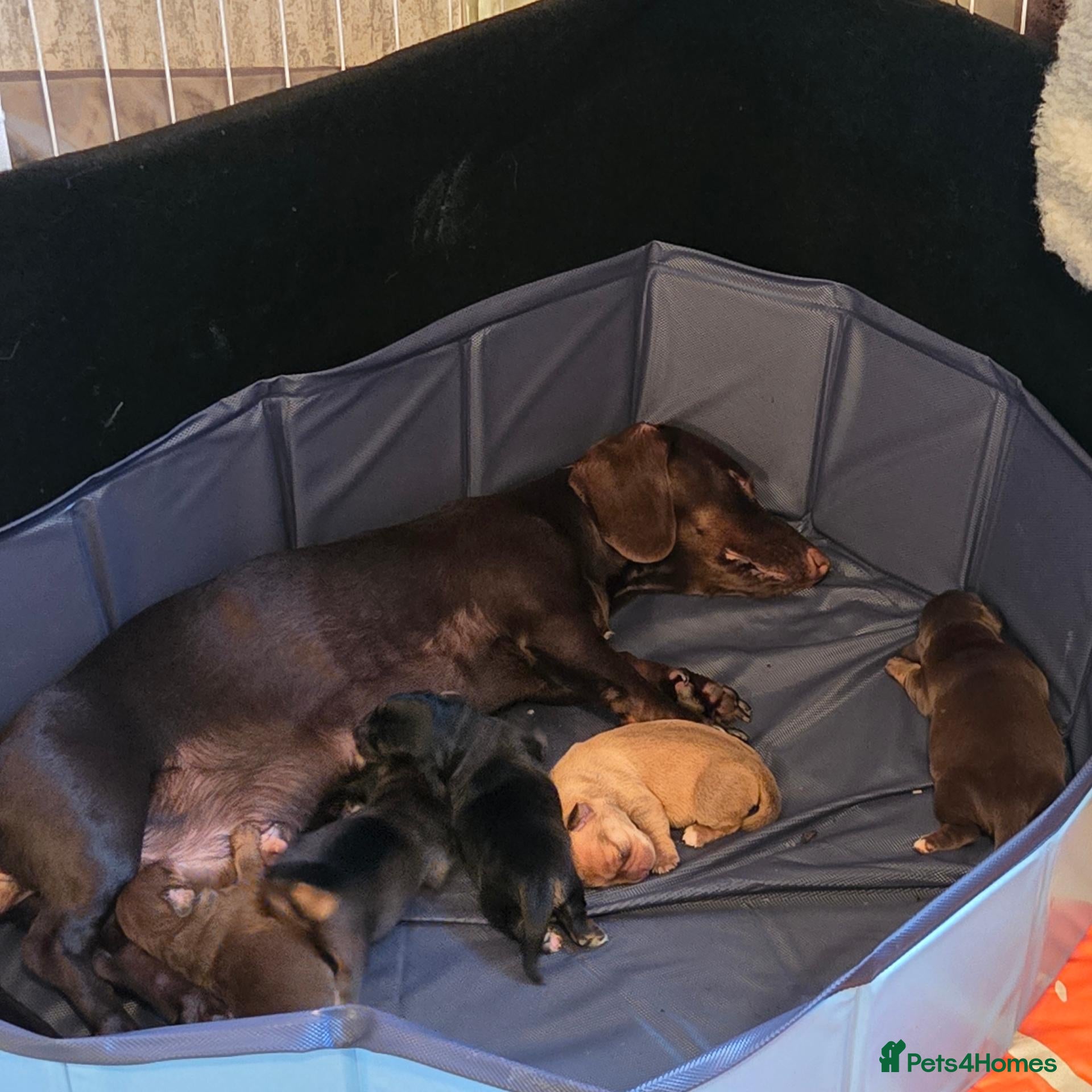 Chiweenie dogs One little girl left  - Advert 18