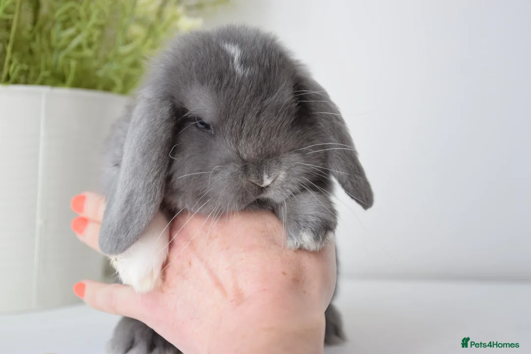 Mini Lop rabbits for sale: Beautiful pure mini lop girls  - Advert 2