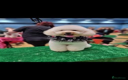 Mixed Breed dogs for sale: Lovely havapoo only 3 boys left READY TO GO - Image 12