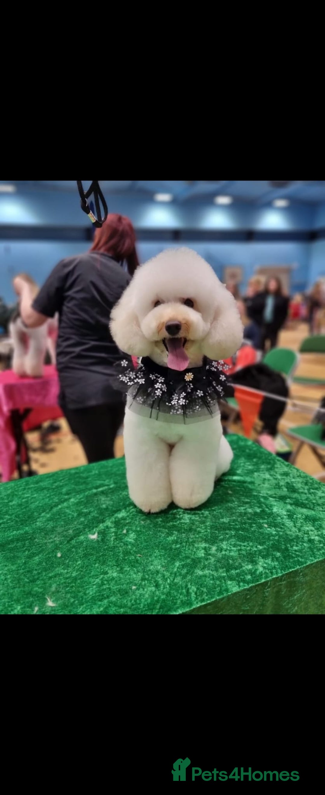 Mixed Breed dogs for sale: Lovely havapoo only 3 boys left READY TO GO - Image 12