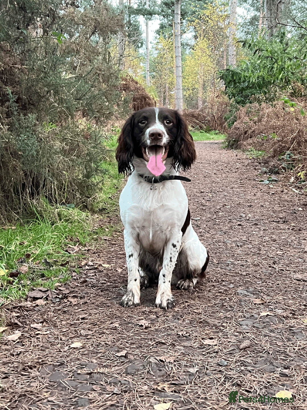 English Springer Spaniel dogs for sale: KC English Springer Spaniel Pups - Advert 7