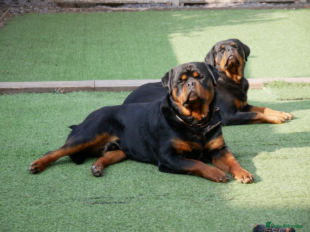 Rottweiler dogs for stud: BEAUTIFUL OLD TYPE BIG BONED ROTTIE! For stud in Mansfield - Advert 31