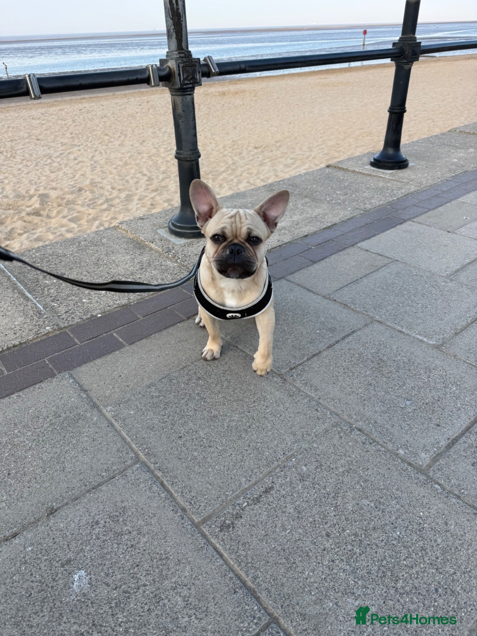 Frug dogs Beautiful FRUG 7 Months Old  - Advert 12