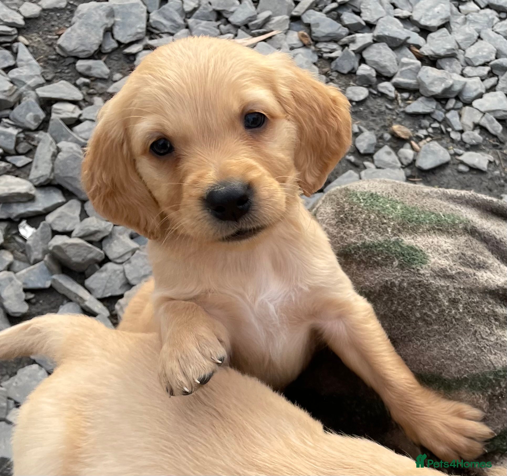 Golden Retriever dogs Pure golden retrievers - Advert 18