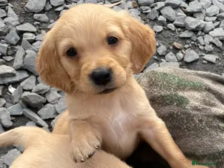 Golden Retriever dogs Pure golden retrievers - Advert 18