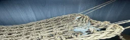 Bearded Dragon reptiles for sale: Baby Bearded Dragons  in Didcot - Advert 7
