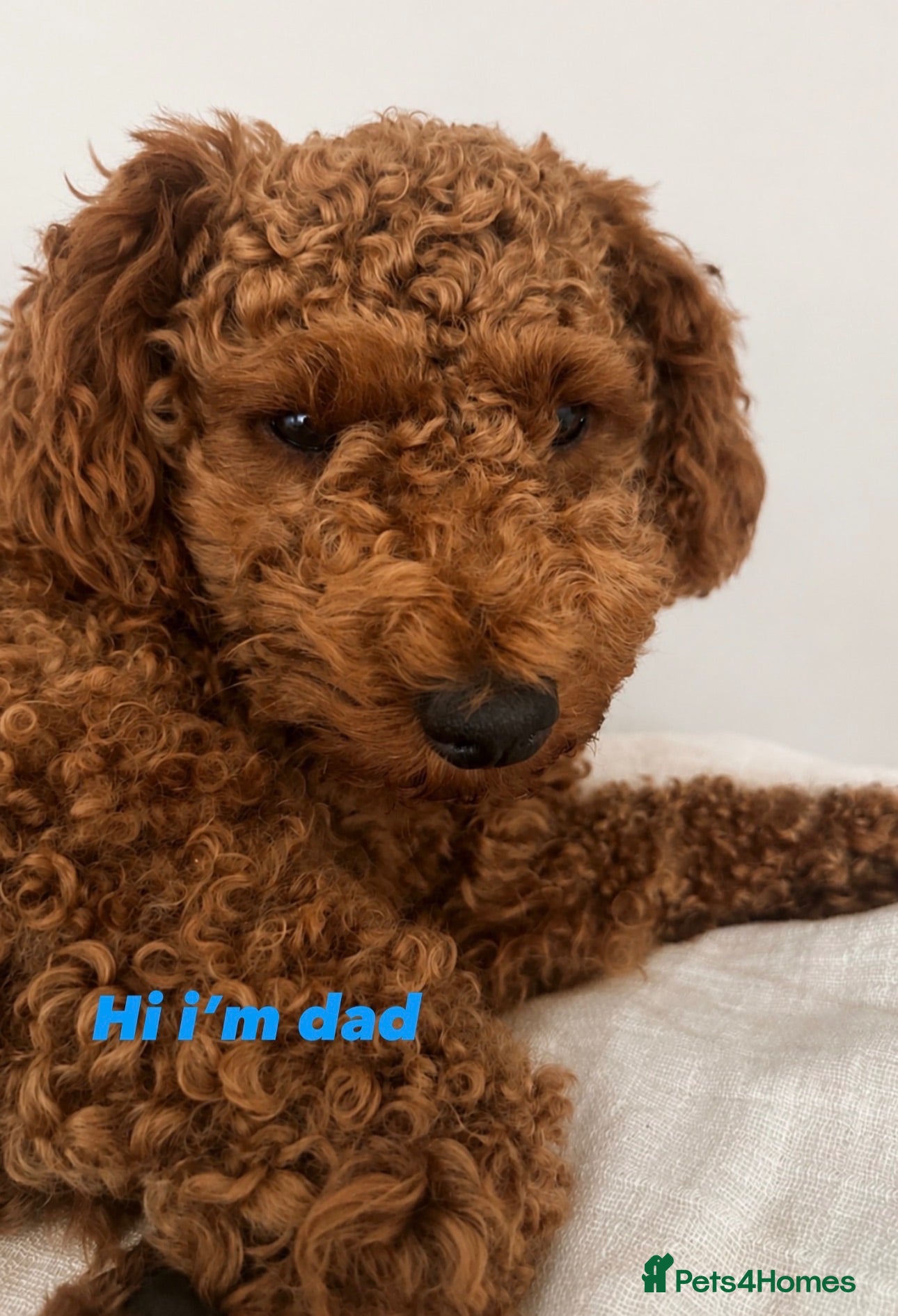 Schnoodle dogs Beautiful schnoodle puppies ready to reserve  - Advert 2