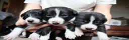 Border Collie dogs for sale: Border Collie Pups - Advert 14