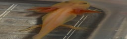 Axolotl reptiles for sale: Baby axolotls  - Advert 4