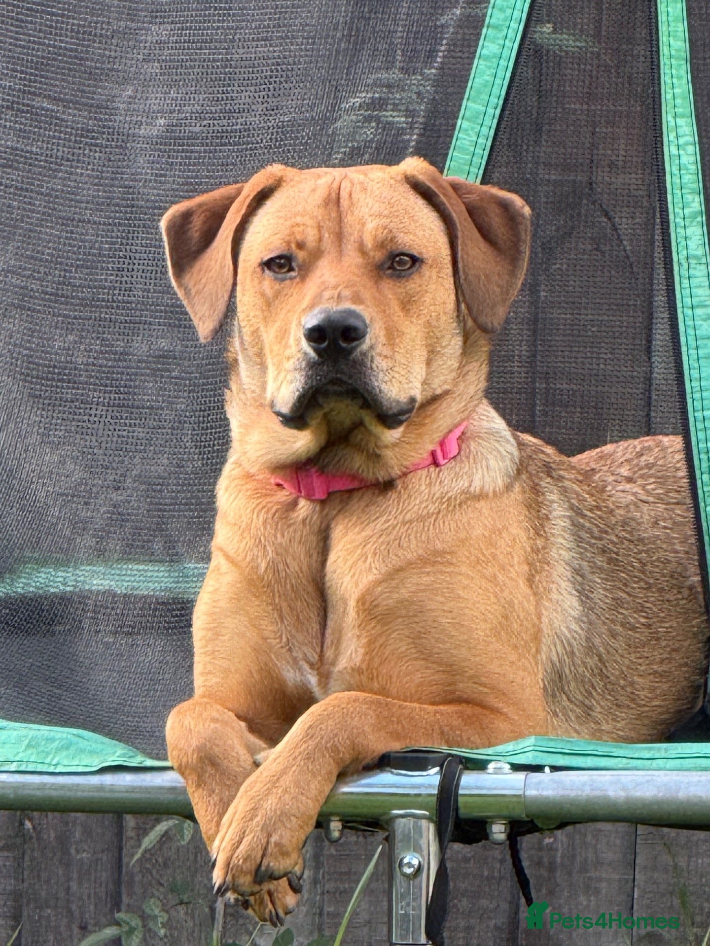 Mixed Breed dogs Beautiful Bo 🎀 - Advert 1