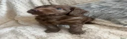 Cockapoo dogs for sale: Chocolate/Silver beige Multigen puppies - Advert 19
