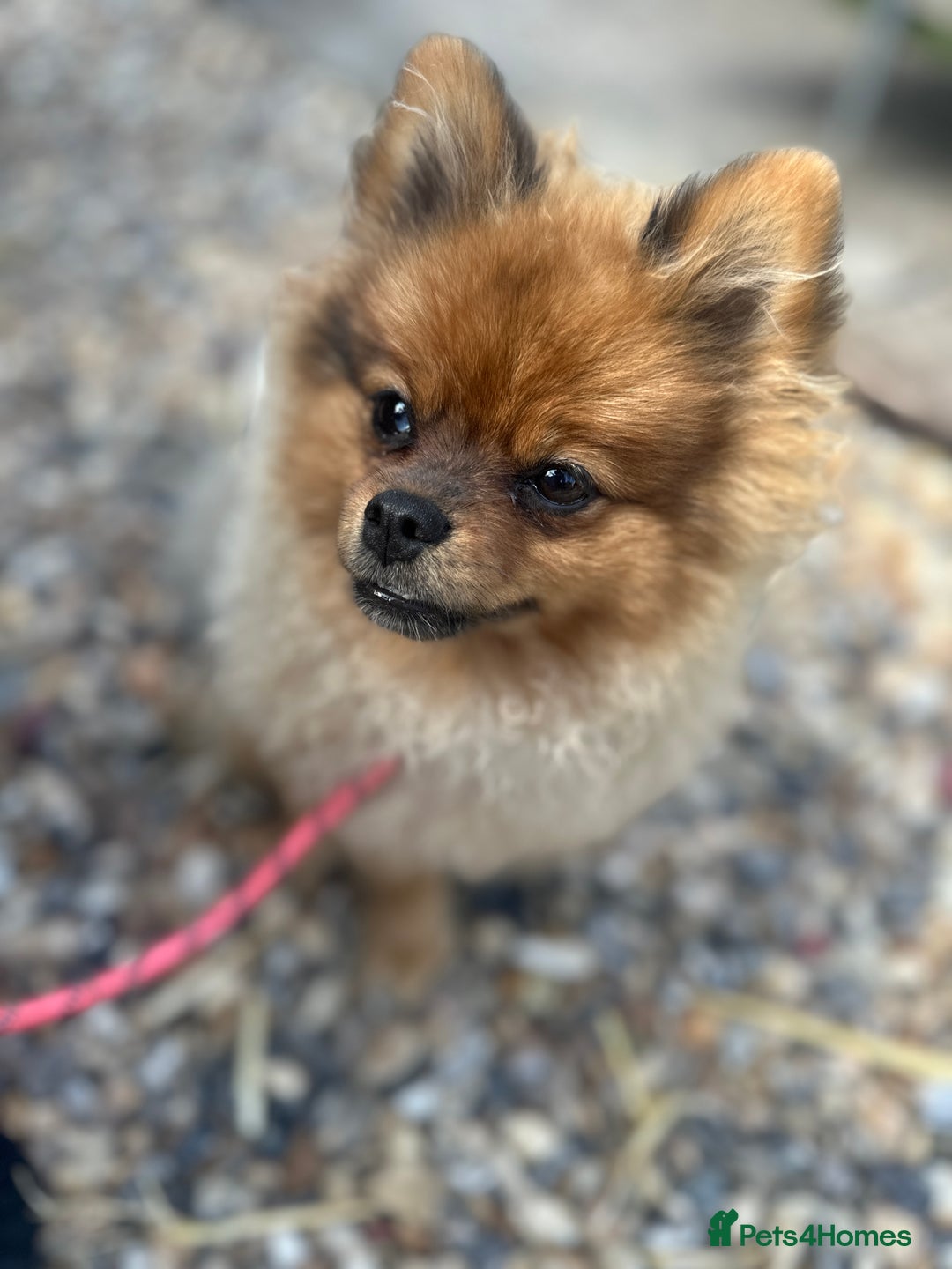 Pomeranian dogs for sale: Beautiful Pomeranian Puppy!  - Image 6