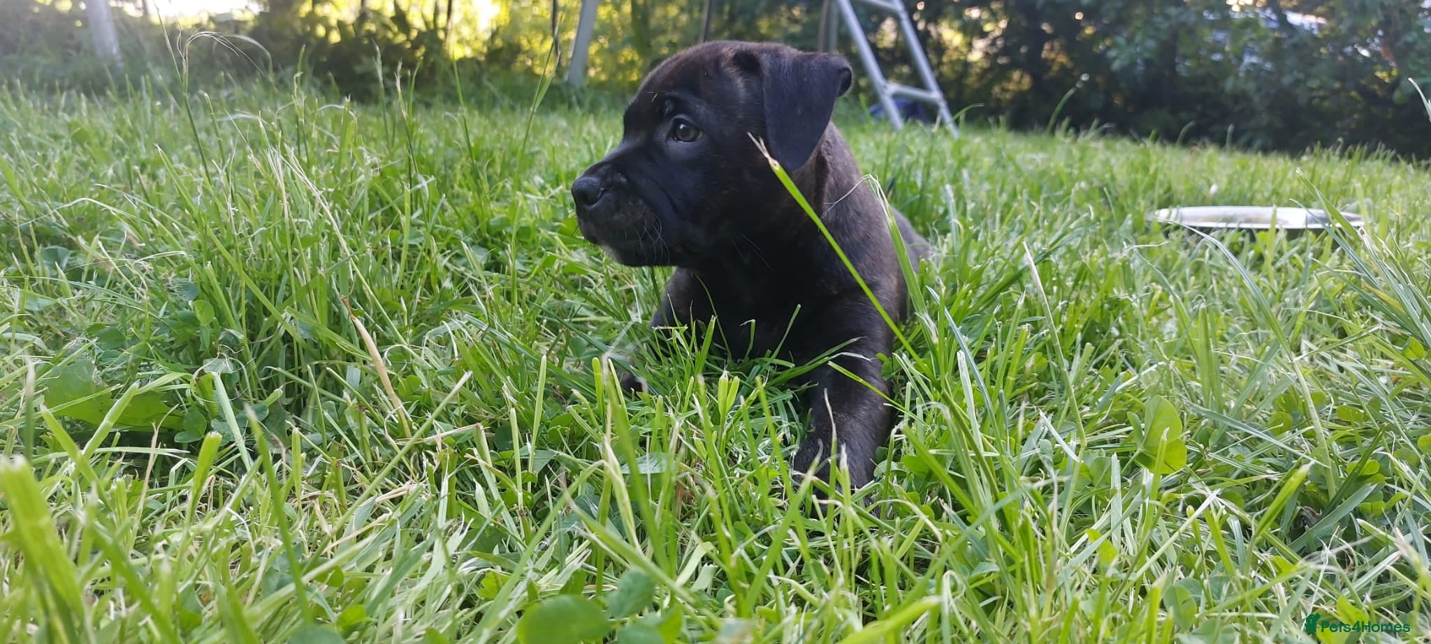 Staffordshire Bull Terrier dogs Staffordshire bull terrier puppies - Advert 6