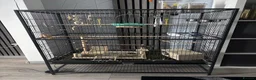 Budgerigars birds for sale: Pair of Budgerigar parrots  - Advert 2