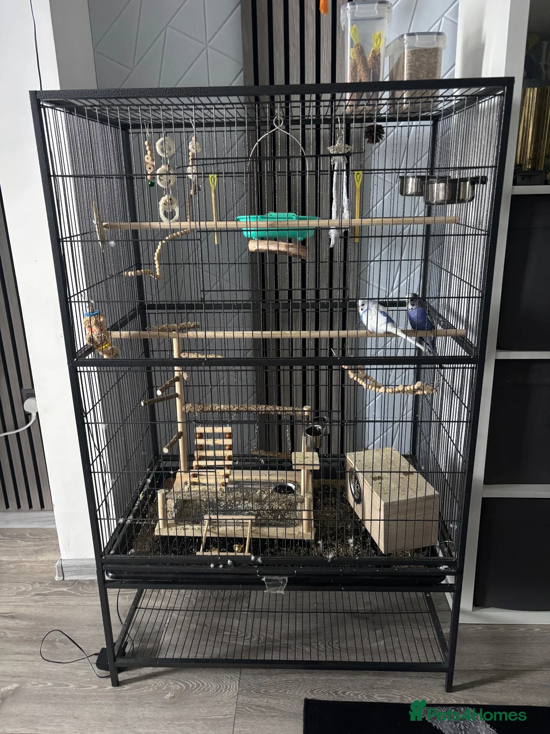 Budgerigars birds for sale: Pair of Budgerigar parrots  - Advert 2