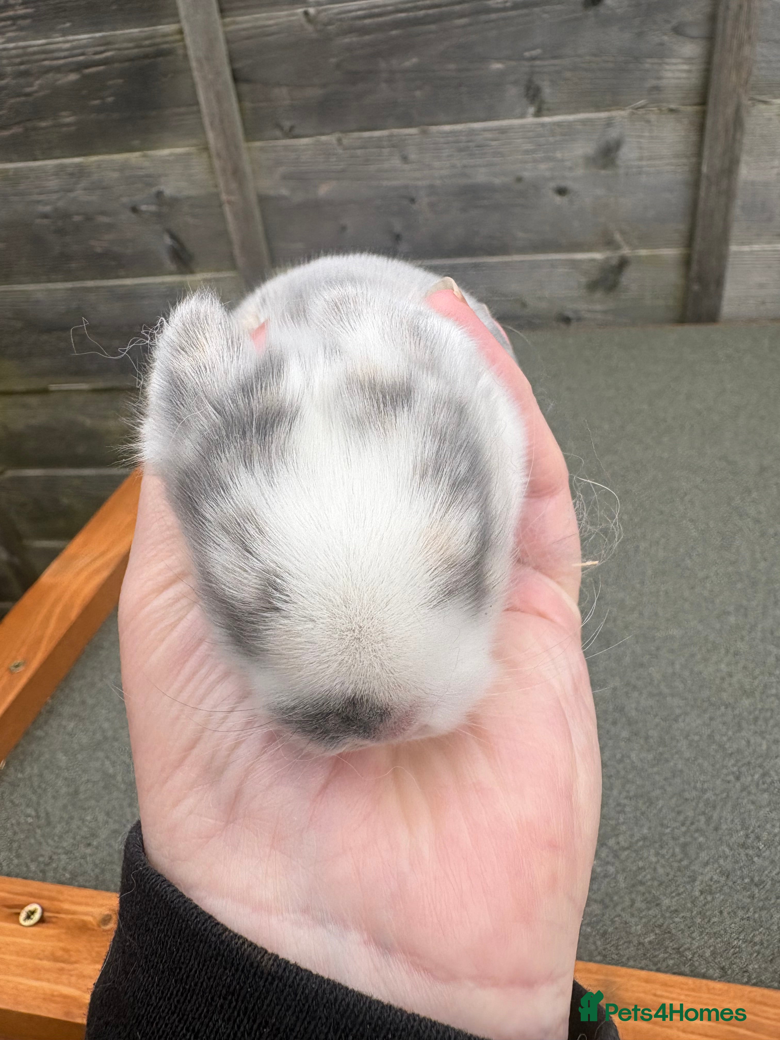Mini Lop rabbits Mini lop babies - Advert 1