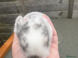 Mini Lop rabbits Mini lop babies - Advert 1