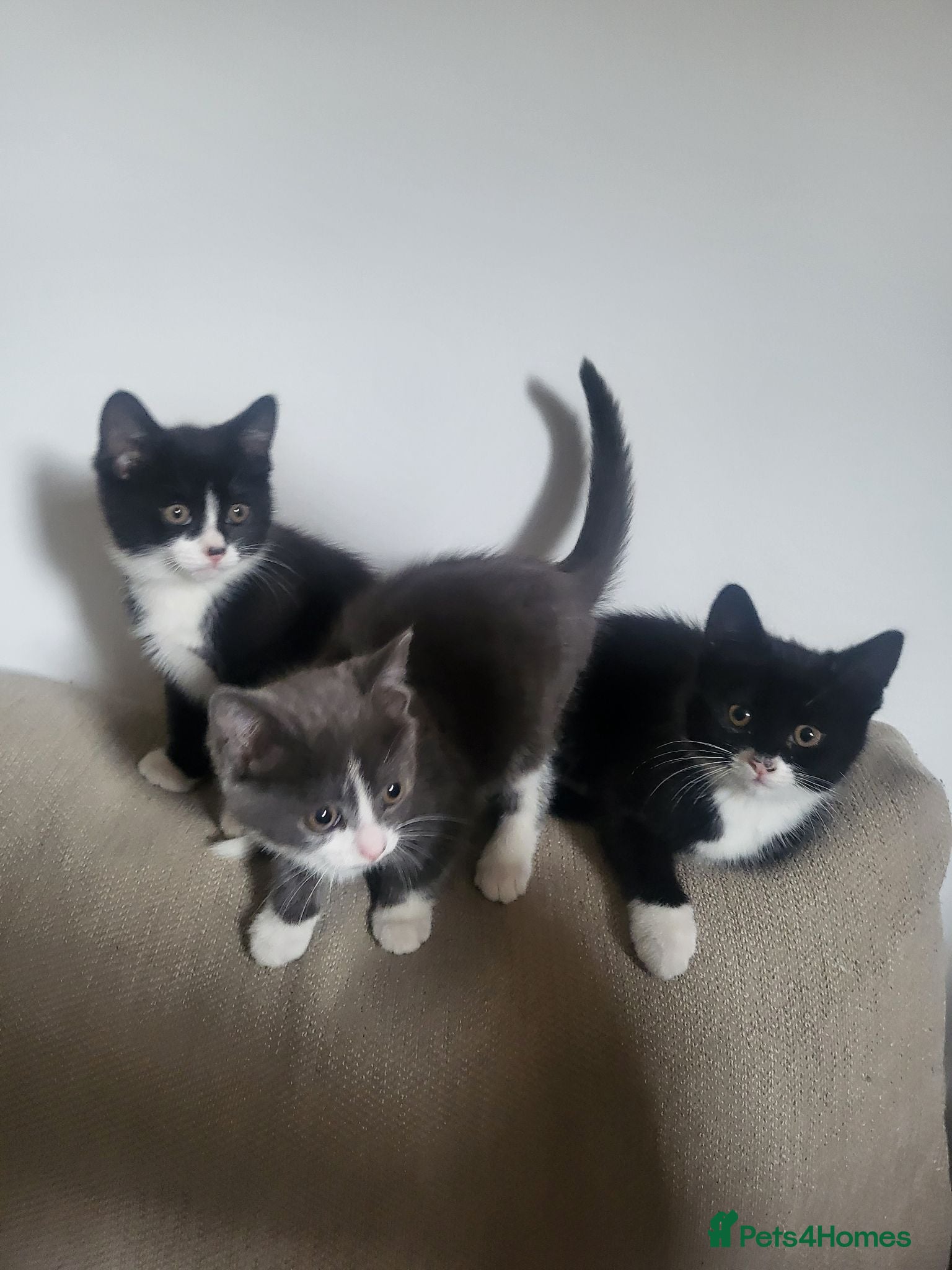 Mixed Breed cats 3 Beautiful Fluffy Female Kittens - Ready Now - Advert 2