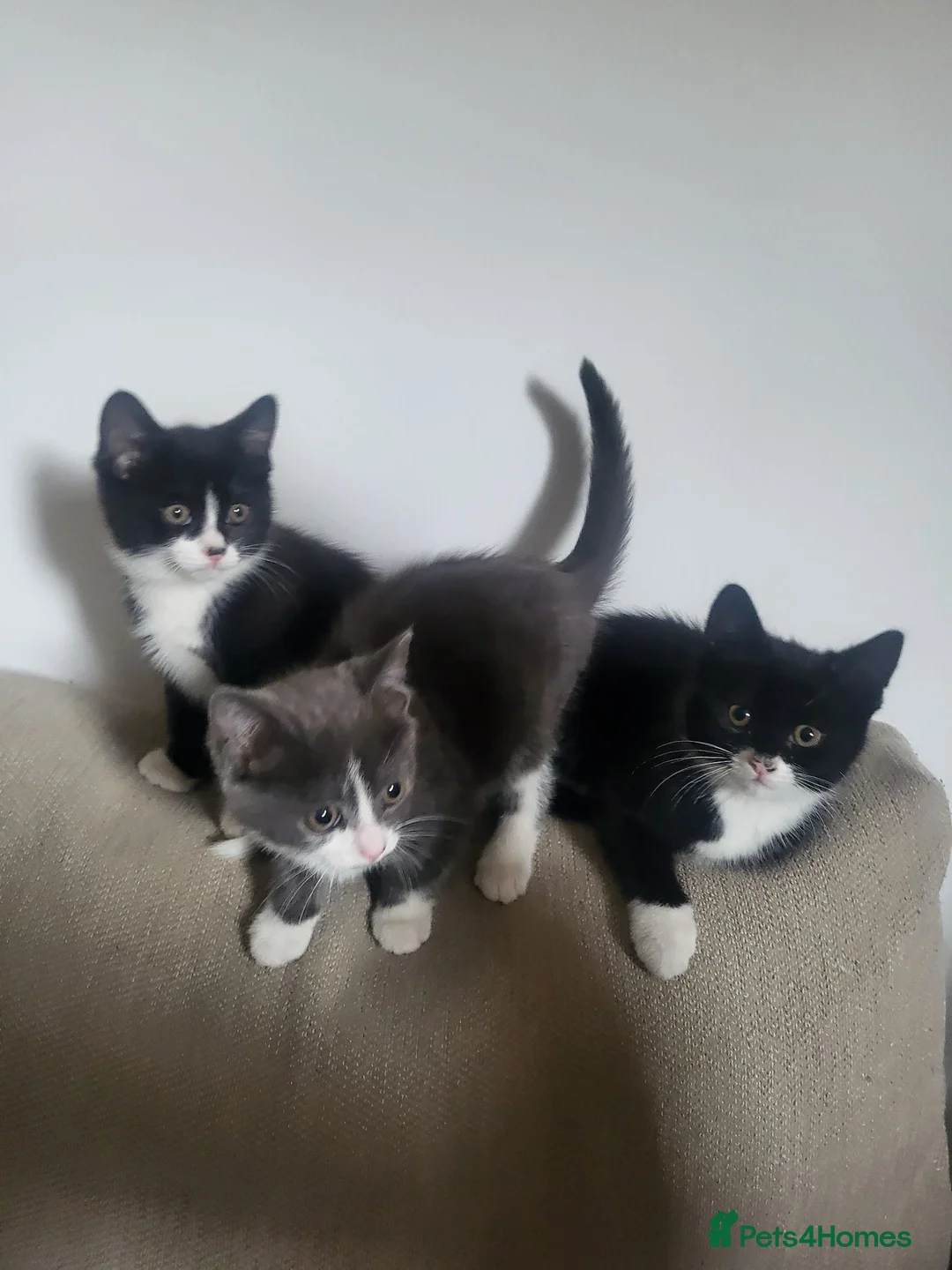Mixed Breed cats for sale: 3 Beautiful Fluffy Female Kittens - Ready Now in Croydon - Advert 1