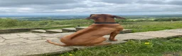 Rhodesian Ridgeback dogs for stud: Proven KC Reg Fully Health Tested RR for Stud in Bolton - Advert 19