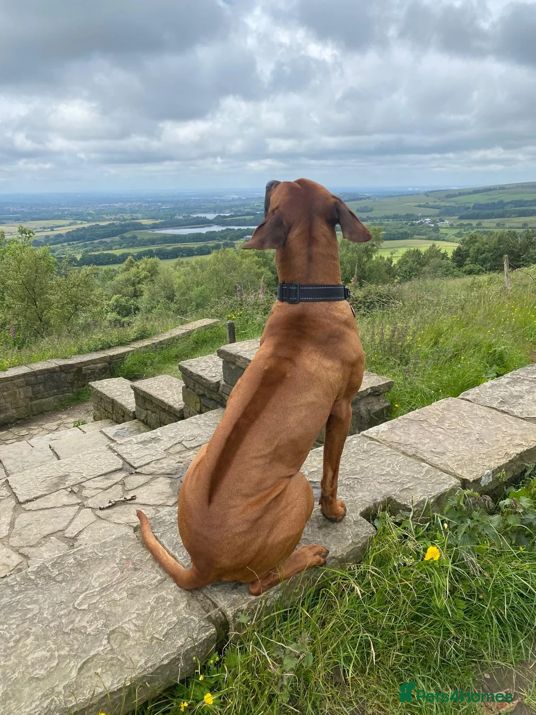 Rhodesian Ridgeback dogs for stud: Proven KC Reg Fully Health Tested RR for Stud in Bolton - Advert 19