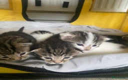 British Shorthair cats for sale: 4 kittens for sale  - Image 21