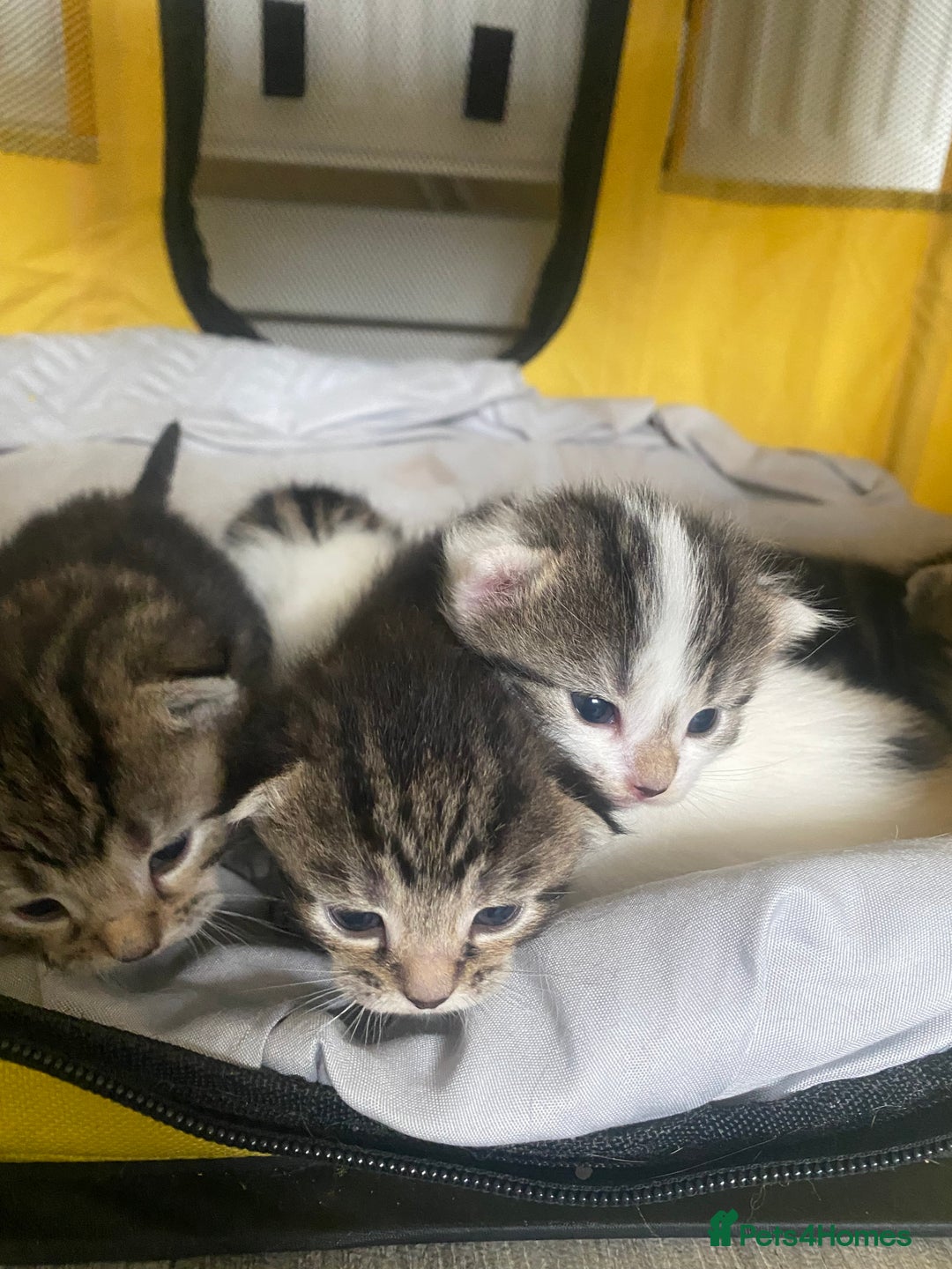 British Shorthair cats for sale: 4 kittens for sale  - Image 21