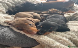 Dachshund dogs for sale: Miniature Dachsund Puppies  - Image 2