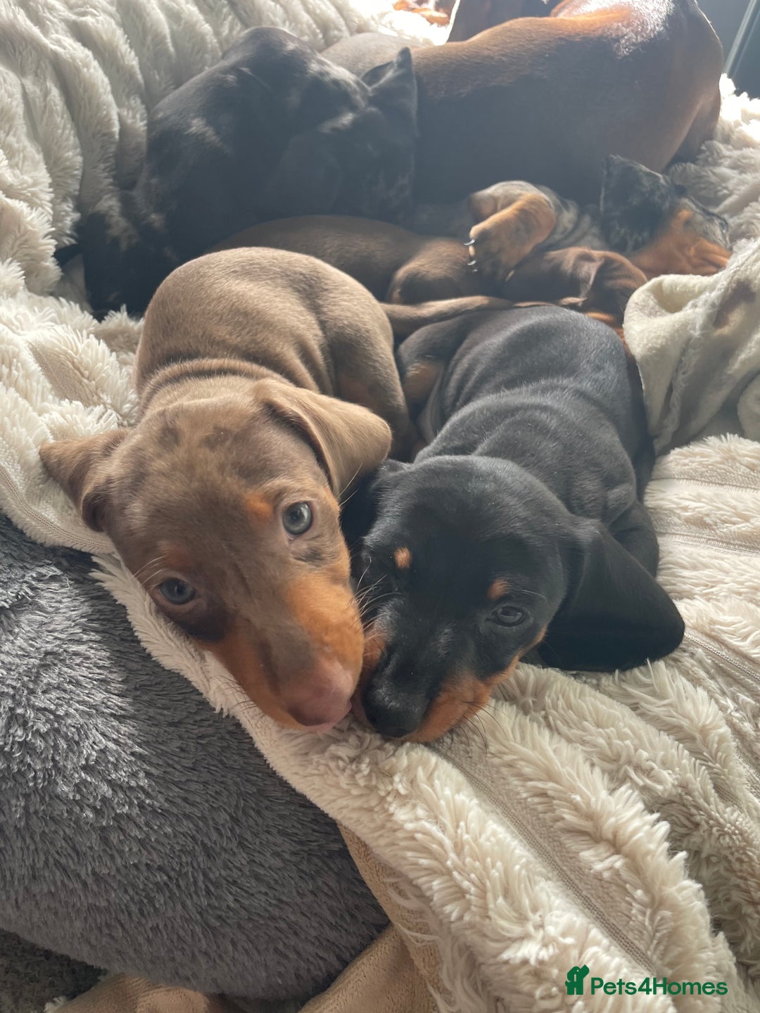 Dachshund dogs for sale: Miniature Dachsund Puppies  - Image 2