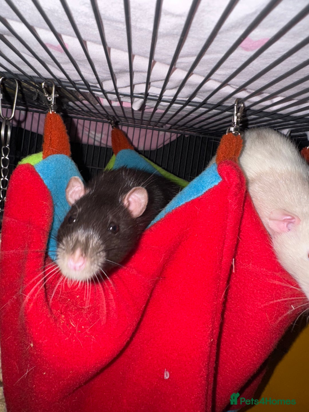 Rat rodents for sale: Rats for sale - Image 8