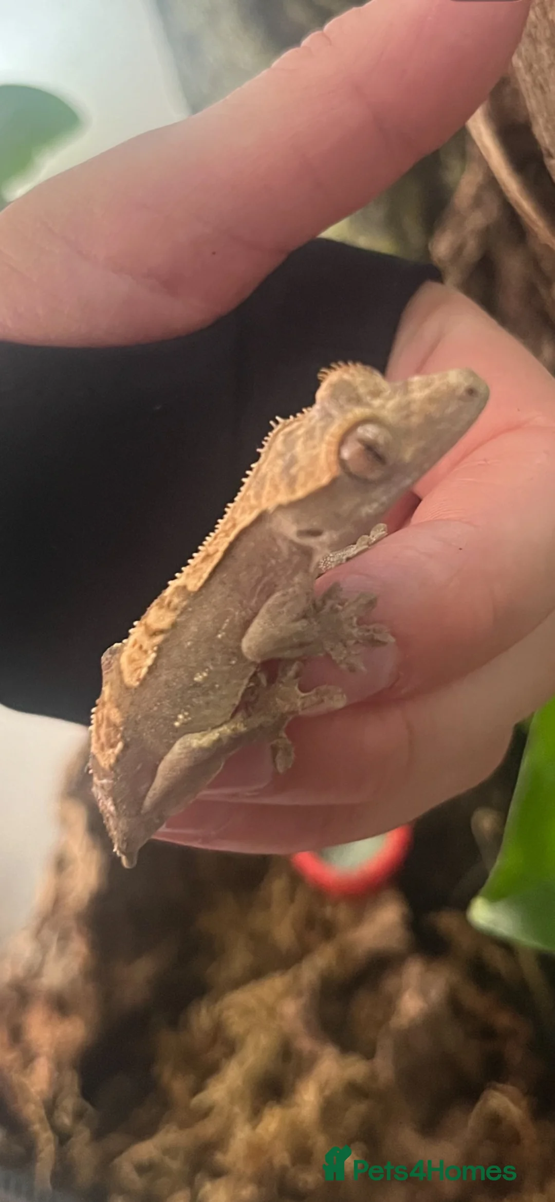 Gecko reptiles for sale: Baby crested gecko  - Advert 2