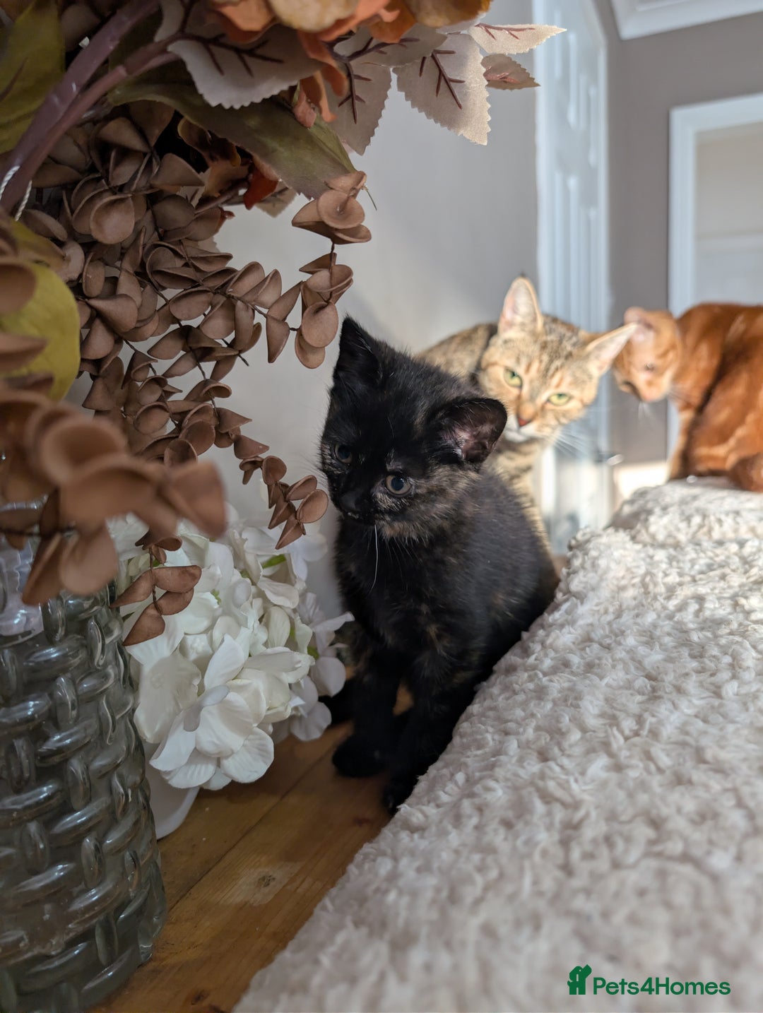 Mixed Breed cats for sale: One female - Advert 3