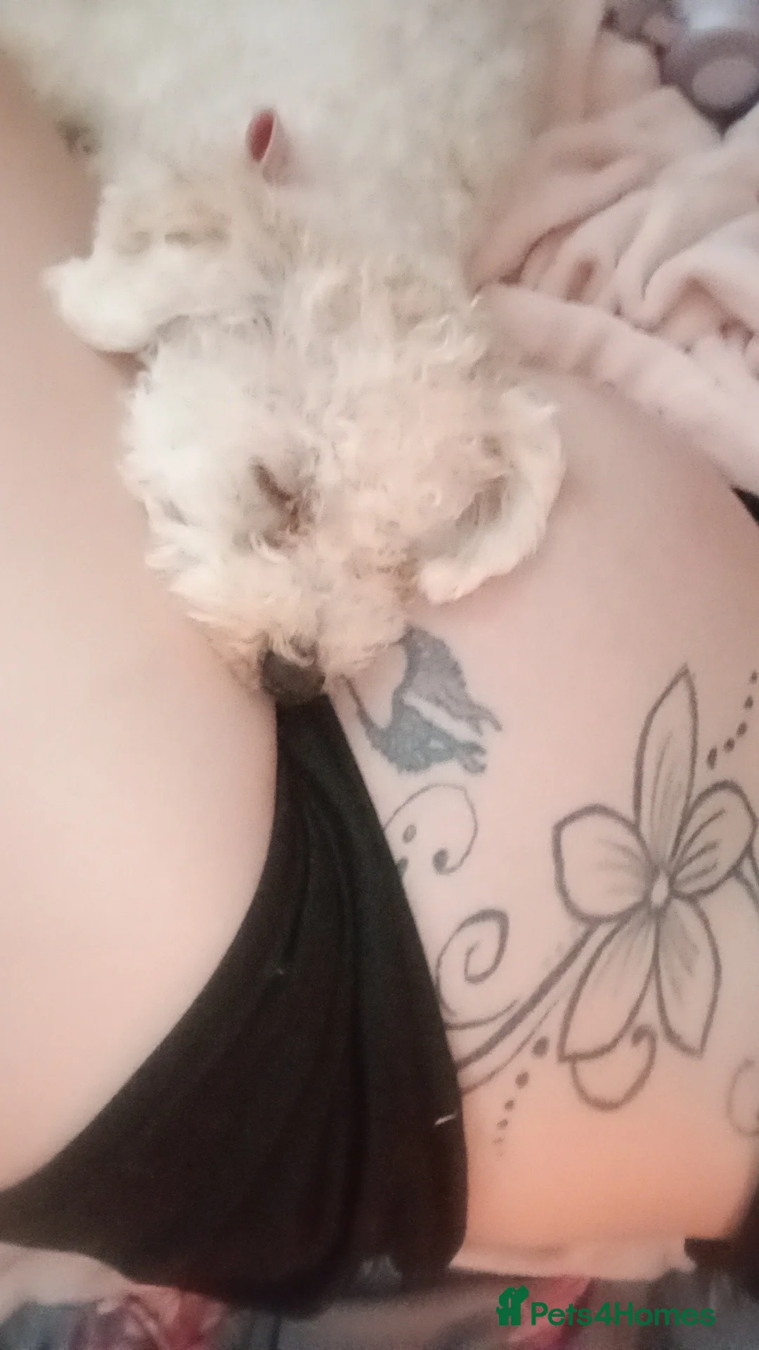 Bichon Frise dogs for sale: 1 year old female dog  in Wakefield - Advert 5