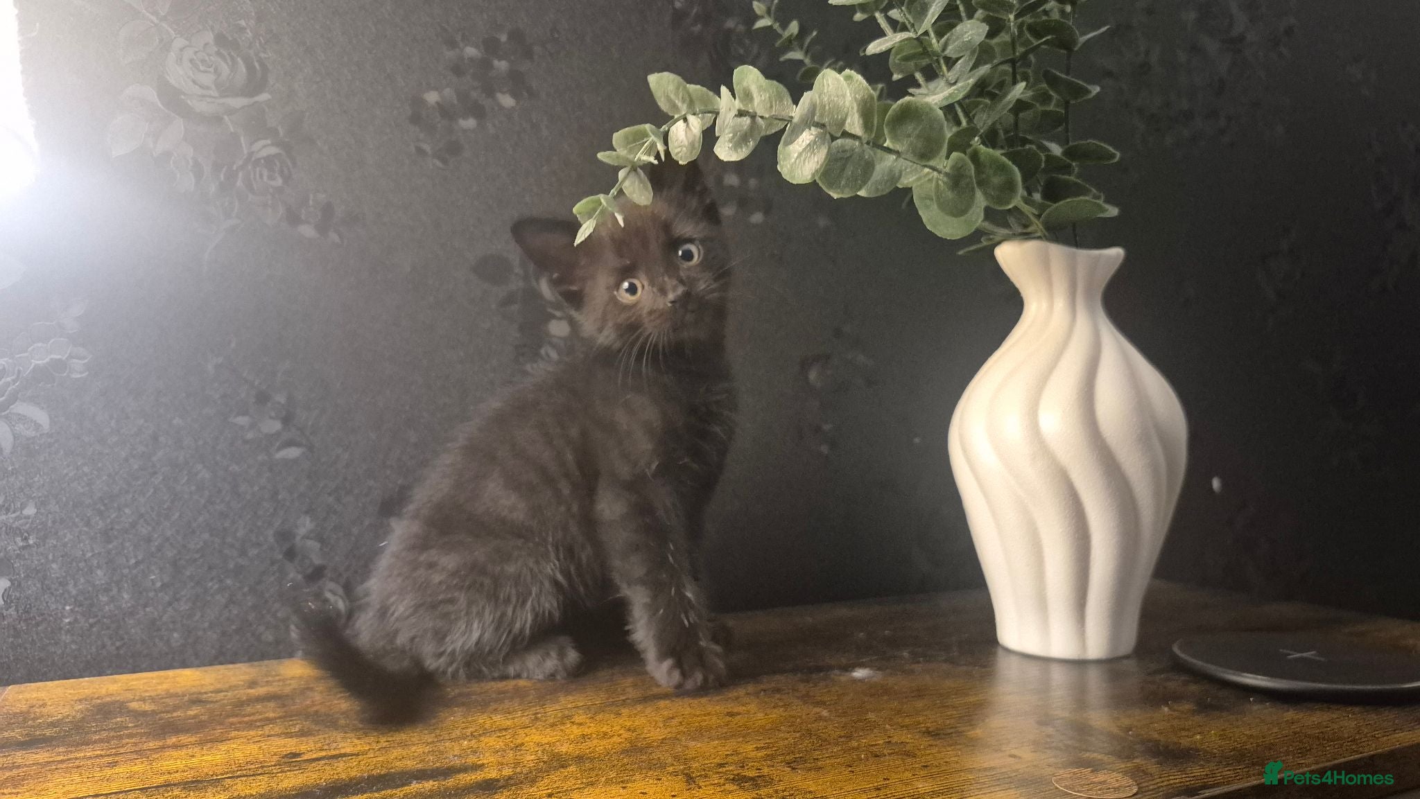 Mixed Breed cats Gorgeous Black male Kitten 😸 ♥️  - Advert 17