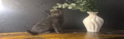 Mixed Breed cats for sale: Gorgeous Black Kitten Twins 😸 ♥️  - Advert 4