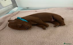Cavapoo dogs for sale: Extensively Tested Stunning Toy F1 Red Cavapoo’s - Image 11