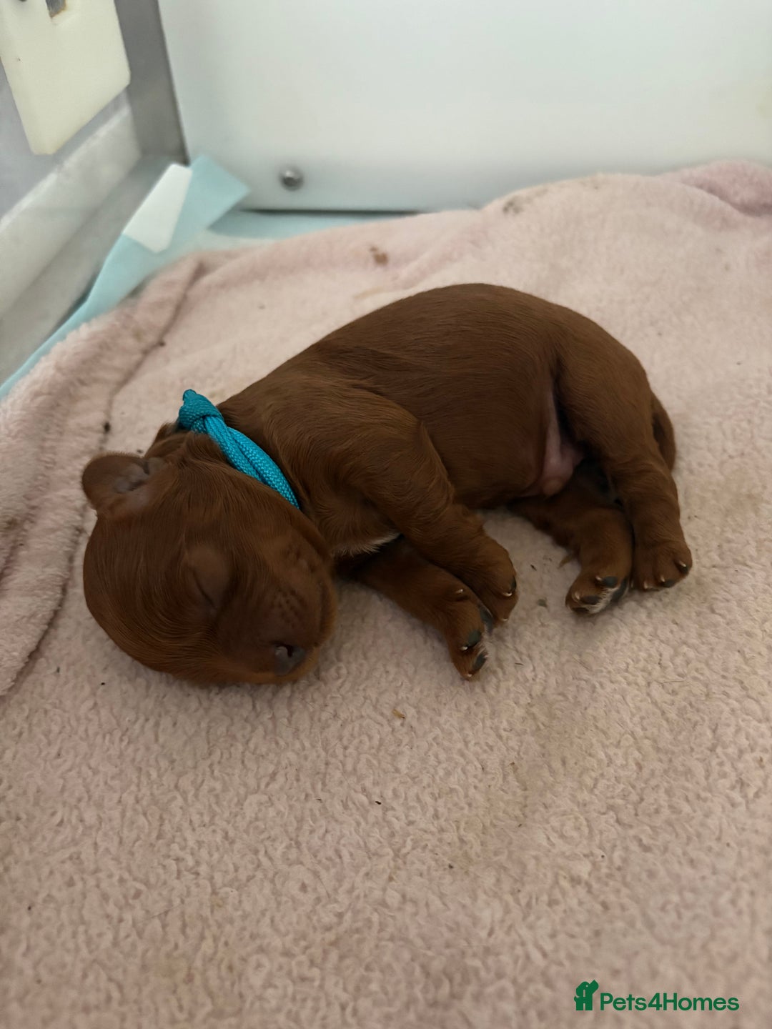 Cavapoo dogs for sale: Extensively Tested Stunning Toy F1 Red Cavapoo’s - Image 11
