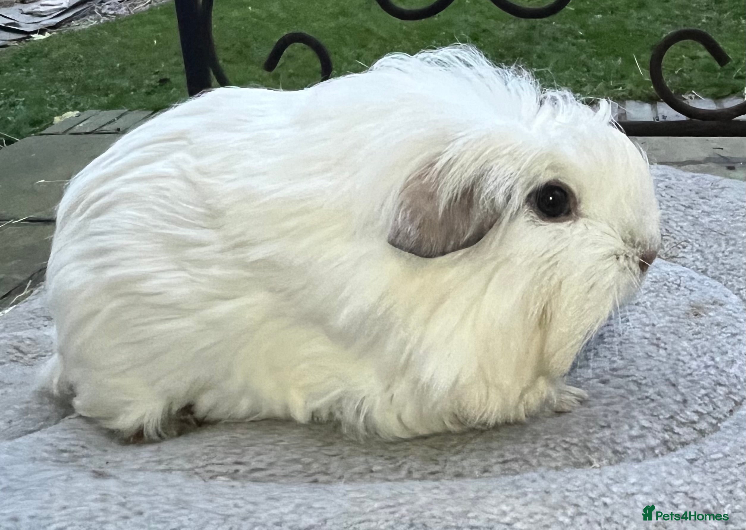 Guinea Pig rodents Baby guinea pigs - Advert 5
