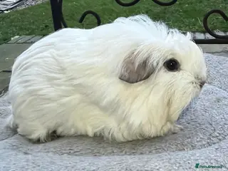 Guinea Pig rodents Baby guinea pigs - Advert 5